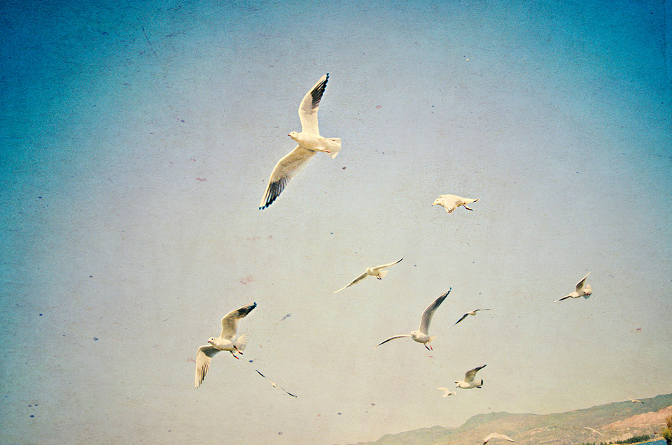 空中飞鸟,不知空是家乡, 翱翔天际,本身即在天空中.