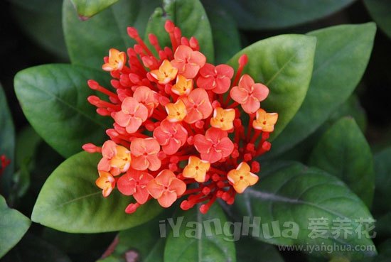 龙船花
