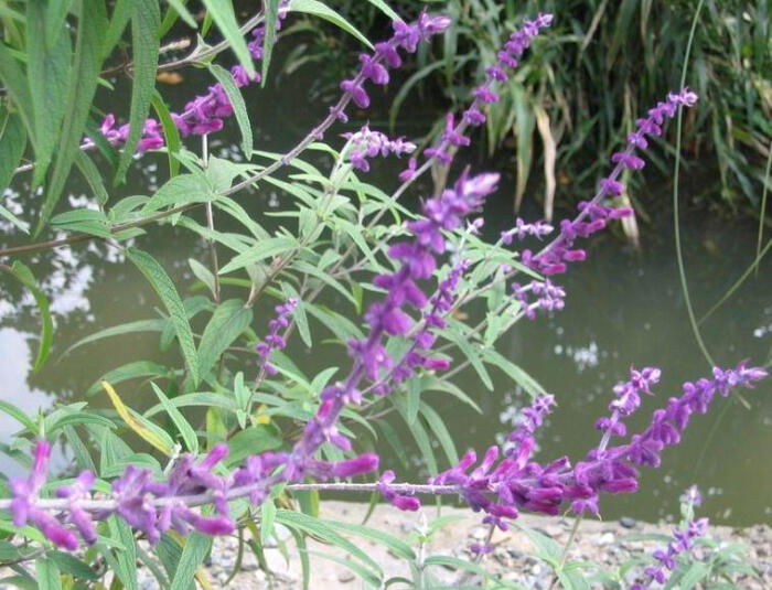 醉鱼草属(buddleja)100馀种植物的统称.原产世界热带和亚热带地区.