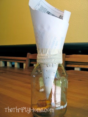 自制果蝇小陷阱. 一张纸卷成漏斗状.