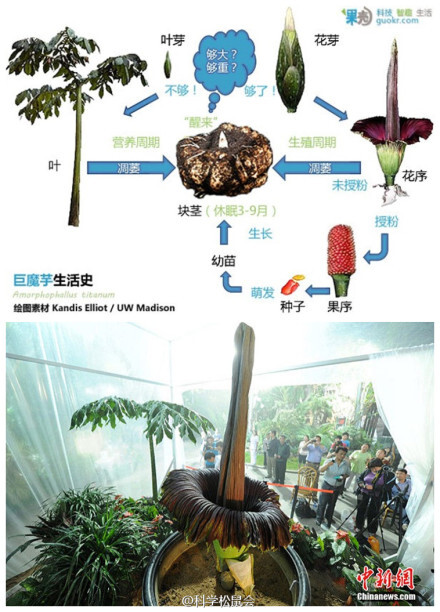 巨魔芋,为什么稀奇?