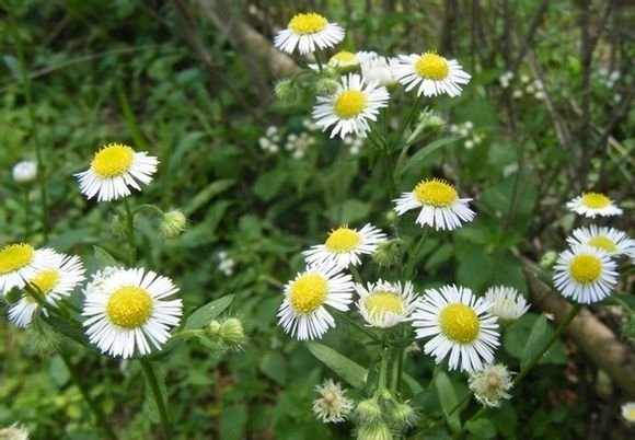 飞蓬【拉丁名】erigeron acer l (菊科 飞蓬属),多年生草本,株高40