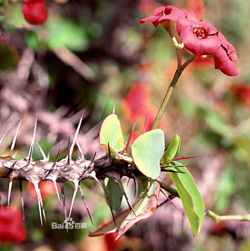 虎刺梅是大戟科藤蔓状多刺植物,学名euphorbia splendens或e. milii.