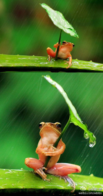 雨
