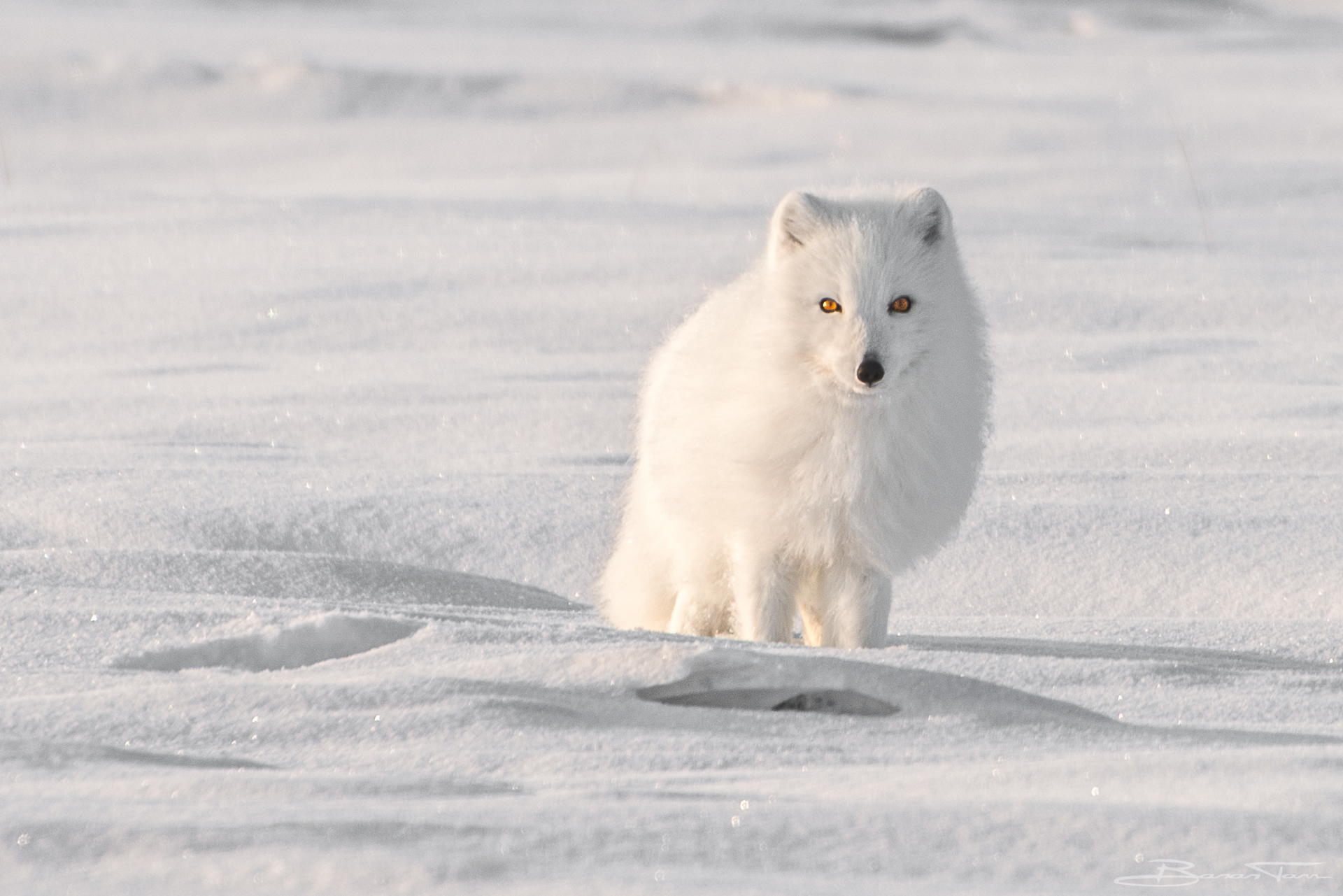 北极狐唯美图片