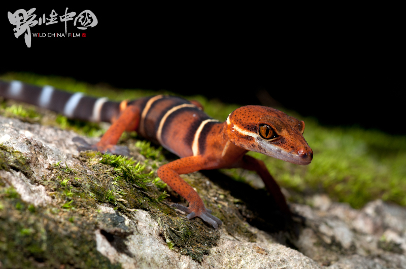 英德睑虎 yingde leopard gecko