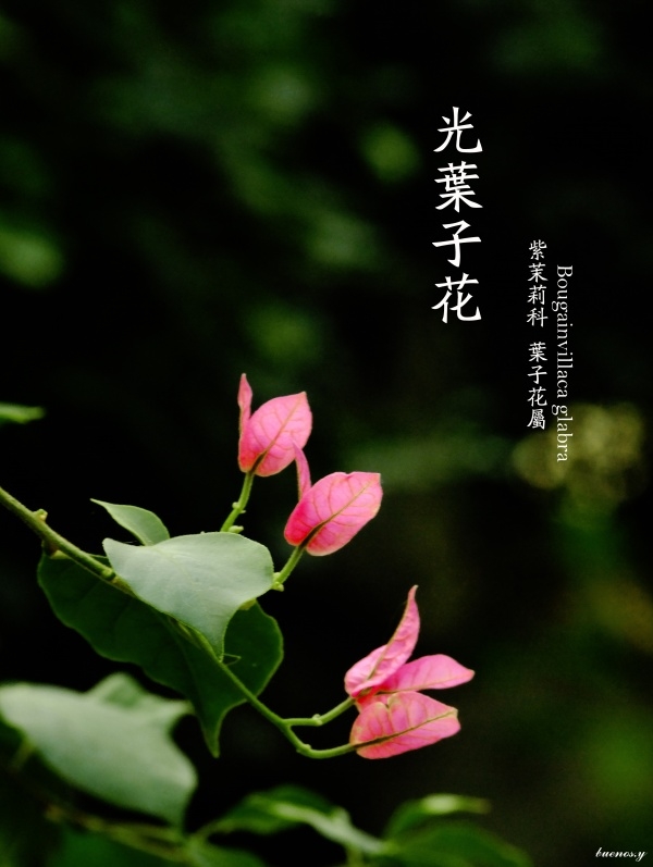 植物私生活.光叶子花-堆糖,美好生活研究所图片