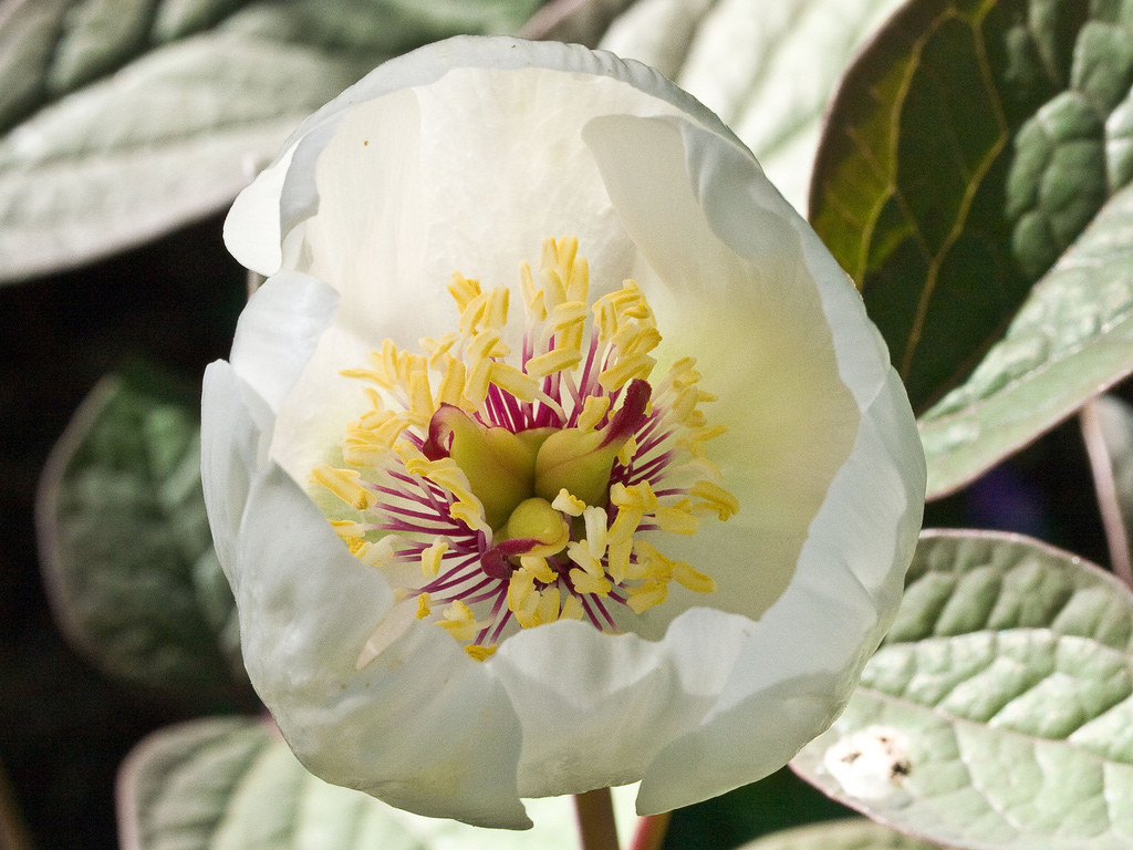 paeonia obovata.草芍药.