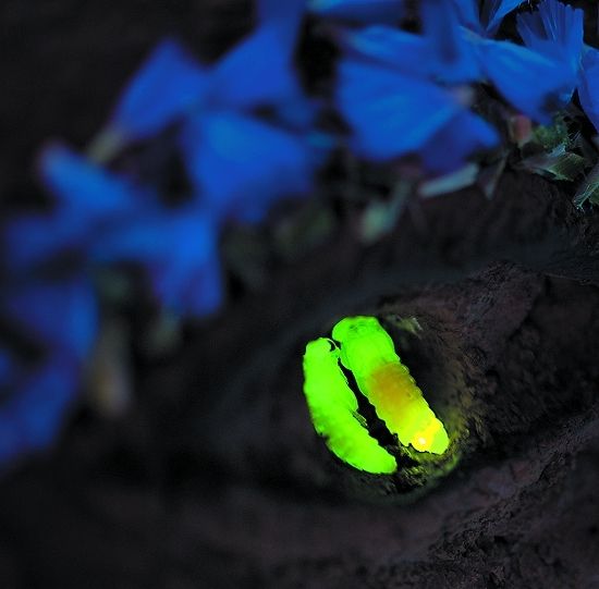萤火虫的一生都闪闪发光,图为一对萤火虫的蛹