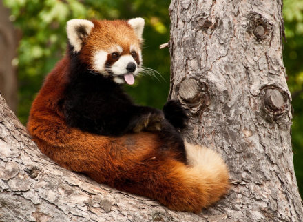 小熊猫(red panda),又名猫熊,红猫熊,火狐.
