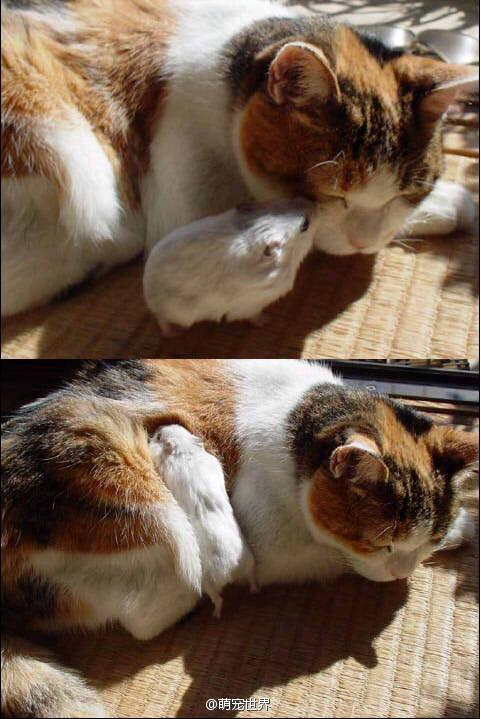 "喵哥借个肩膀靠靠" "随意吧" "哇毛茸茸的好舒服"