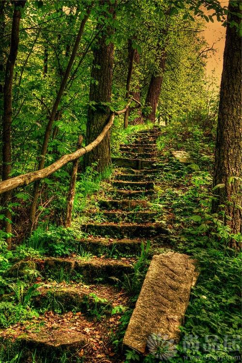 尚品居-迷雾森林 forest