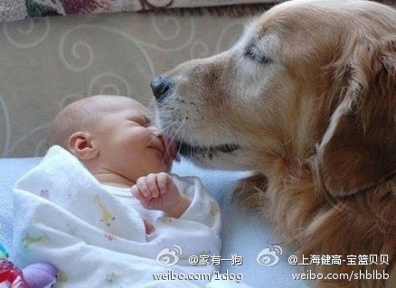 套就能解决所有的安全问题,因为孩子不能掌握正确的和狗狗沟通的方式