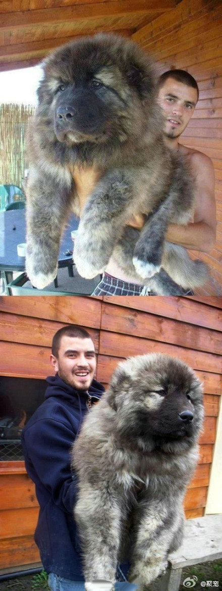 高加索犬……小时候…………「转」