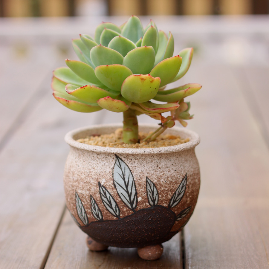 二木韩国进口多肉花盆手工花盆浮雕花盆陶艺花盆大号b