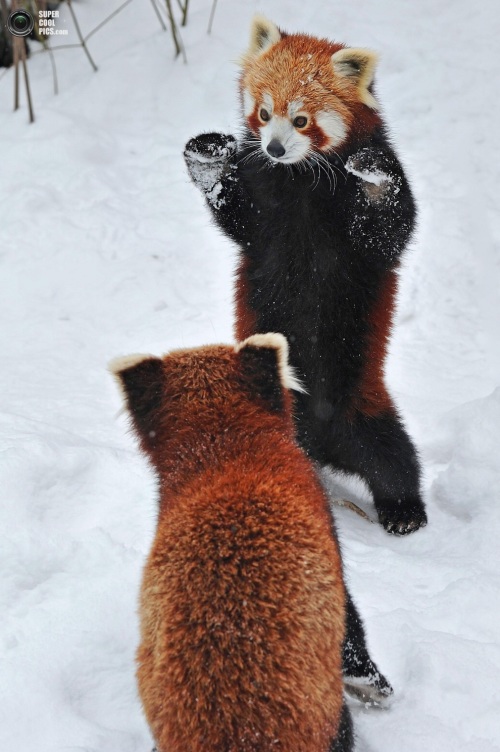 奥地利摄影师josef gelernter在维也纳tiergarten schnbru