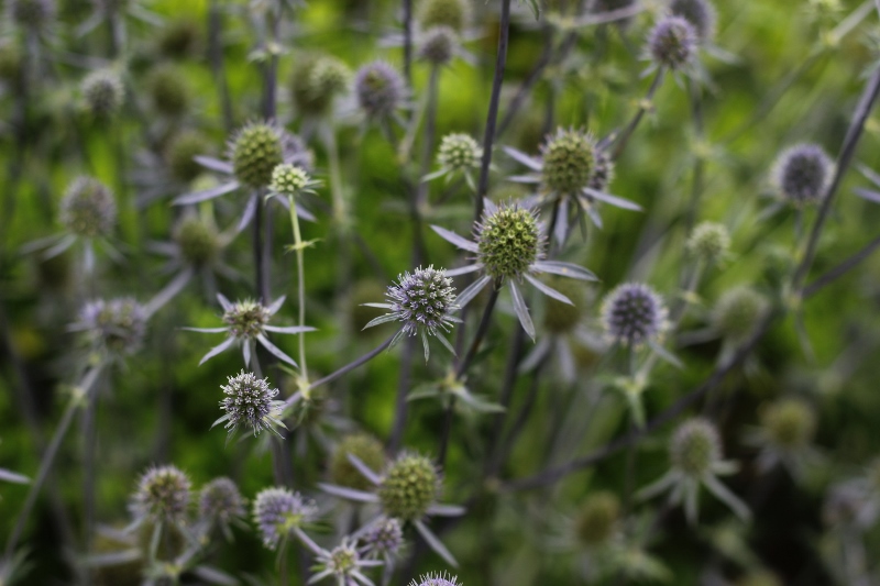 高山刺芹(eryngium agavifolium)