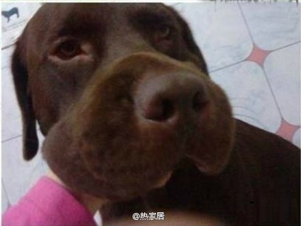 狗狗吃了一只蜗牛脸肿了.可是觉得肿的好萌啊哈哈哈哈哈.怀柔民宿蜜蜂图片