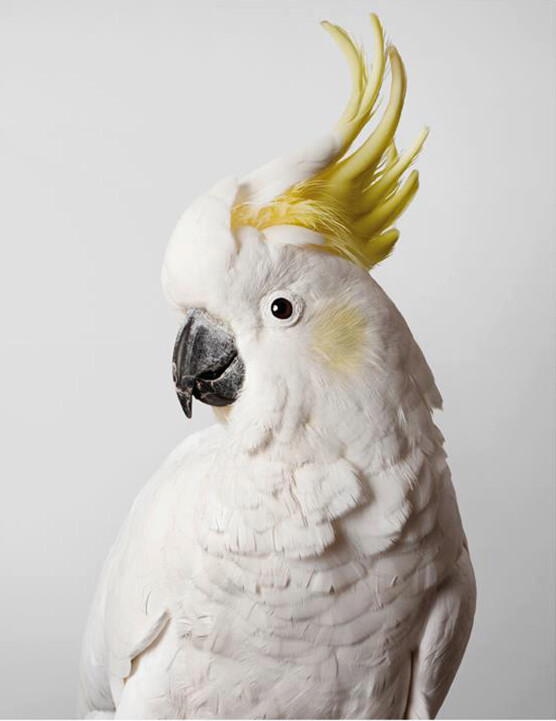 黄冠大鹦鹉可可图片图片