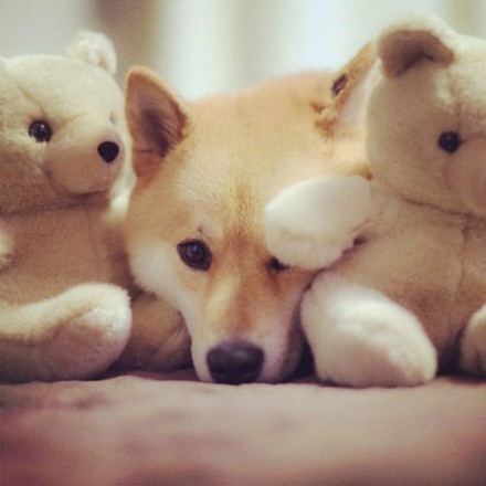 柴犬丸太郎