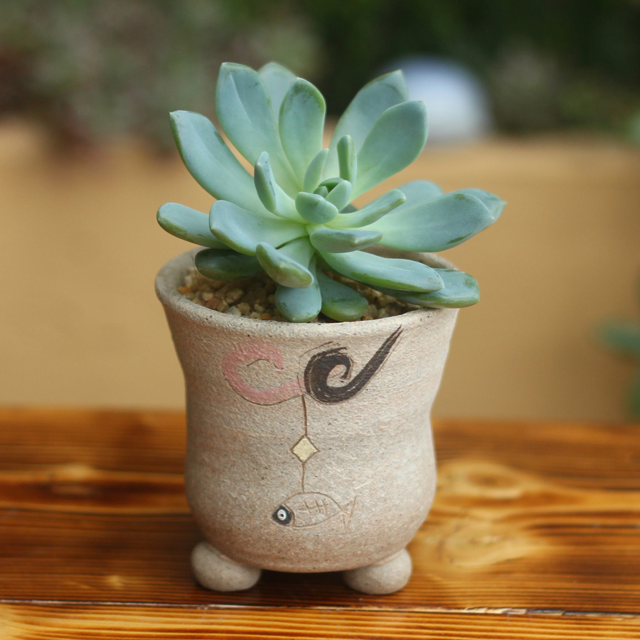 二木韩国进口多肉花盆手工花盆浮雕花盆陶艺花盆b