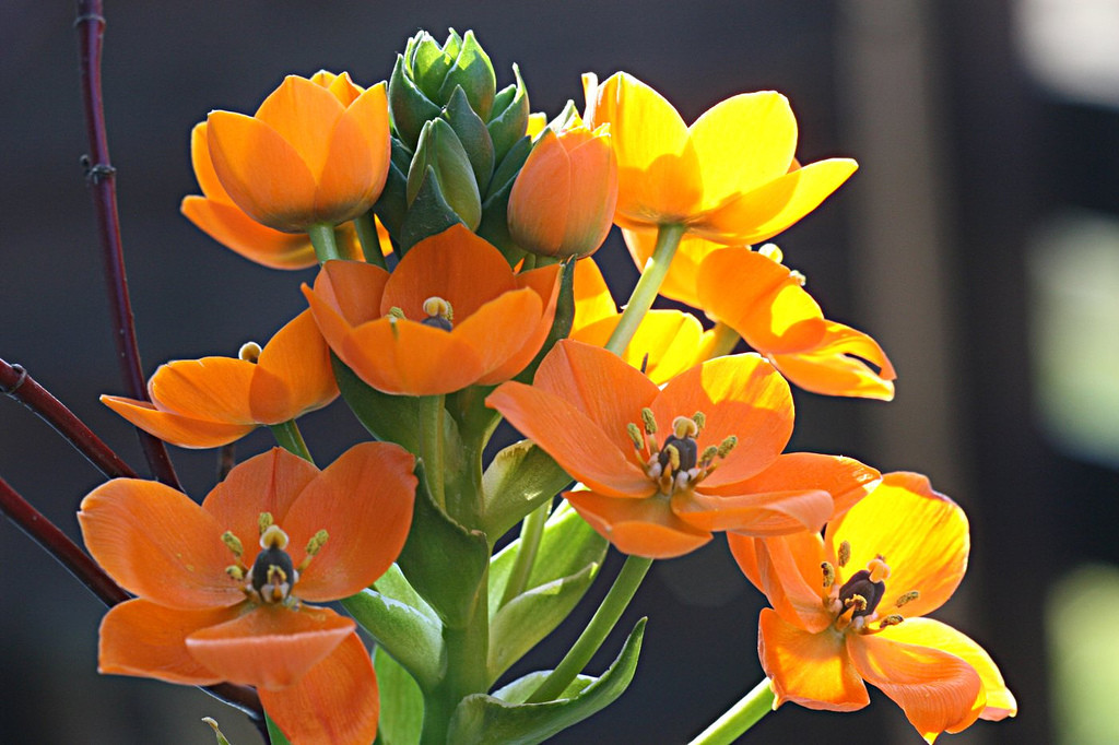 ornithogalum dubium杜宾虎眼万年青