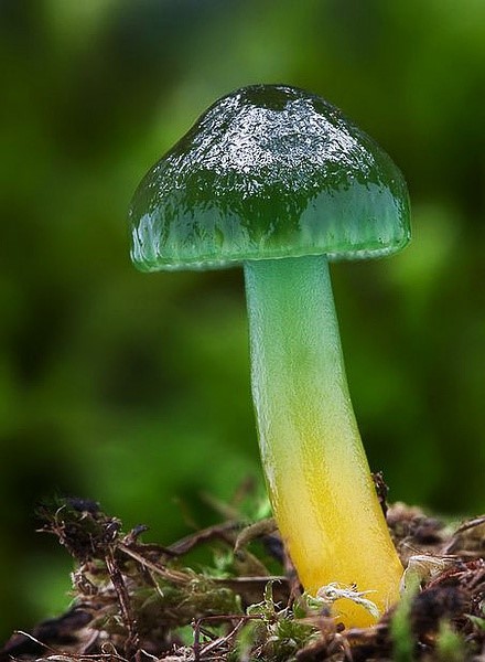 青绿湿伞菌图片图片
