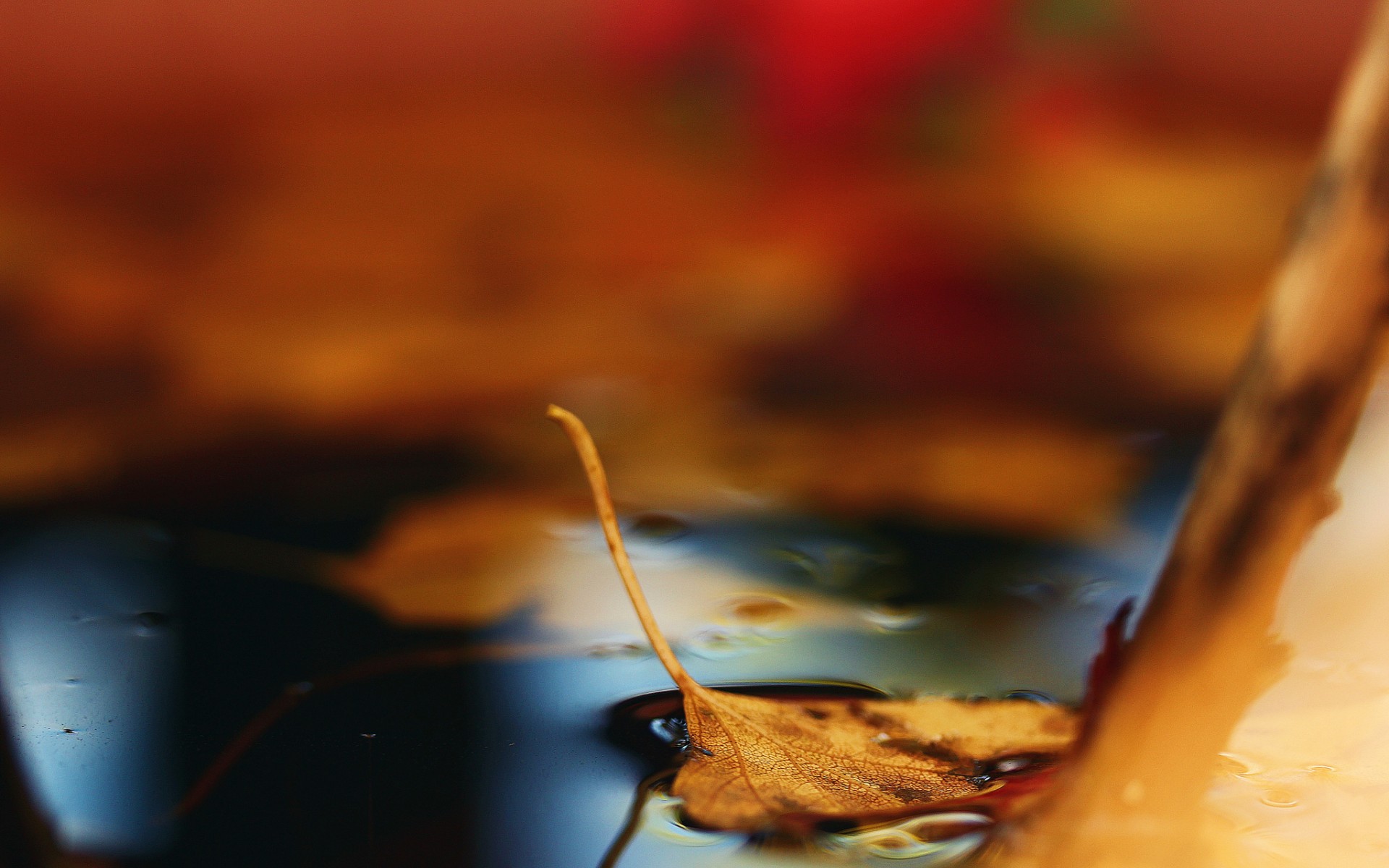 秋天的落叶唯美壁纸,第6张图片