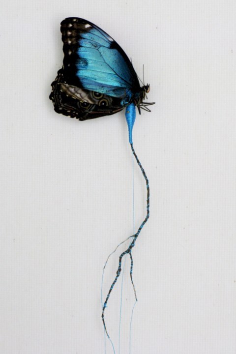 忍龙3破碎的蝴蝶图片