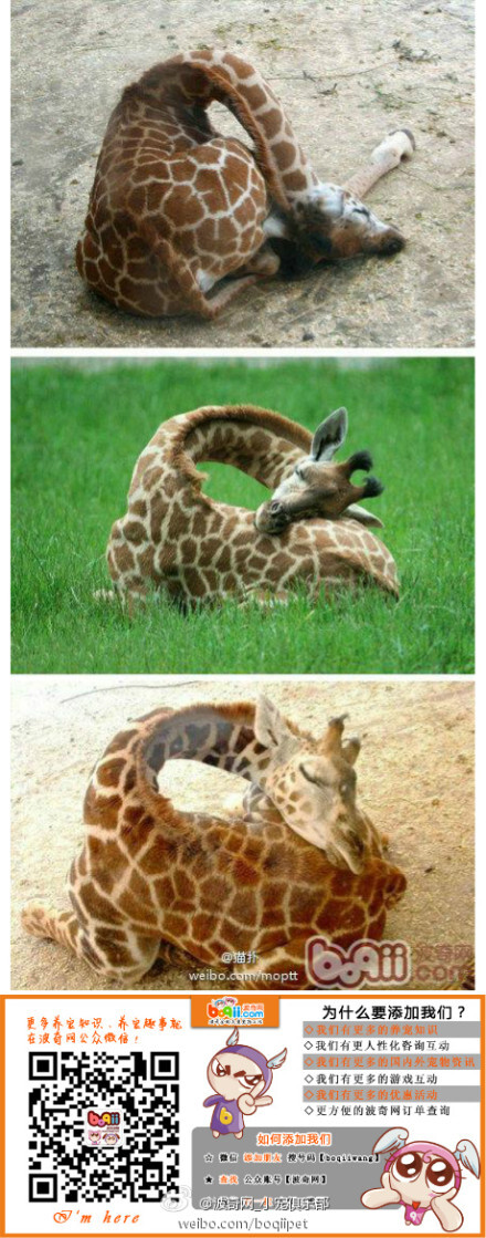 长颈鹿站着睡觉的图片图片