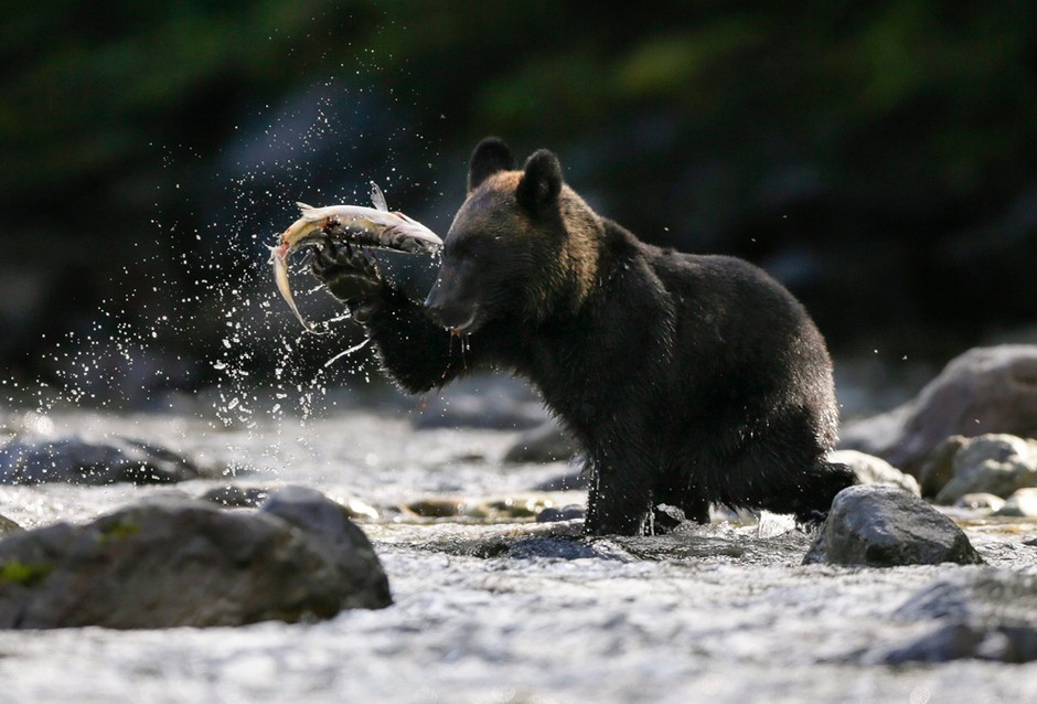 10月2日,日本北海道的一只熊正在捕鱼