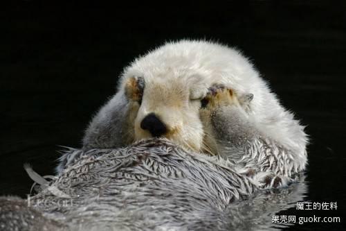 水獭,一种无论小时候还是长大了都很萌呆的物种