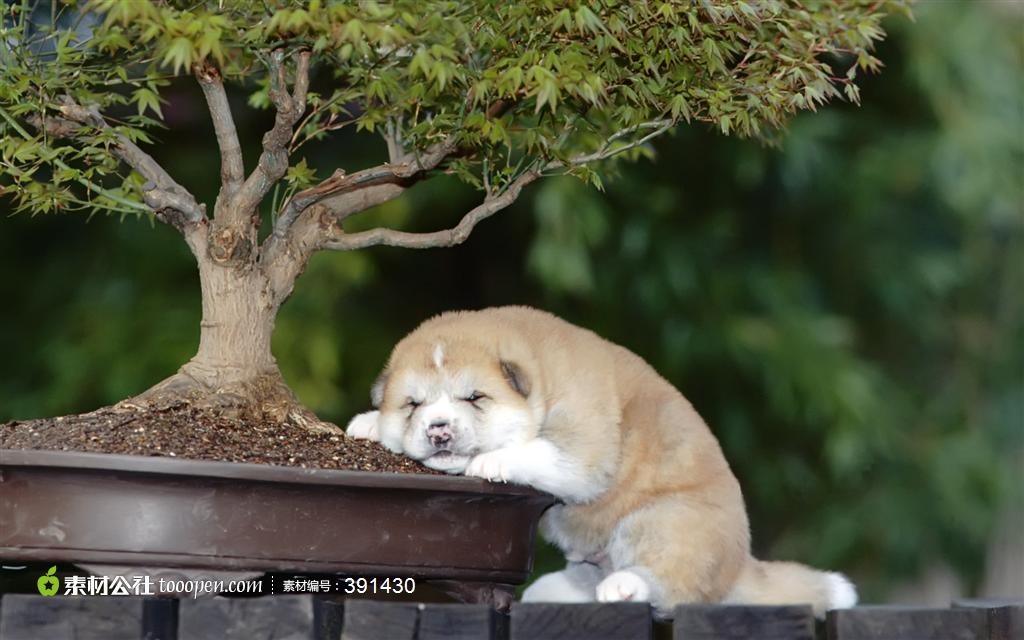 睡意朦胧的小肥狗图片素材,盆栽下睡觉的可爱小黄狗高清图片
