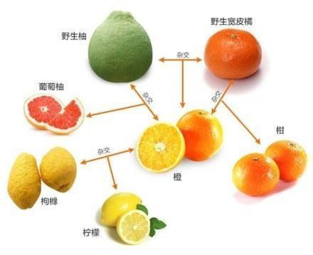 柑橘橙柚关系谱.贵圈真乱呀~~(徐小萌)