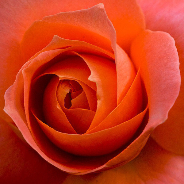 漂亮的玫瑰花摄影图片欣赏