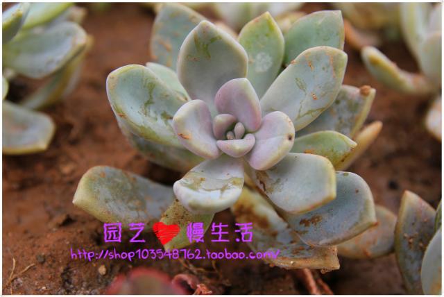 多肉植物景天 冬美人 开始粉了5-6厘米 实物拍摄盗图必究