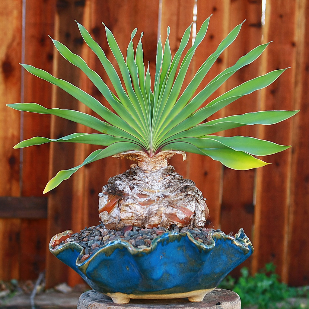 boophane disticha.刺眼花.