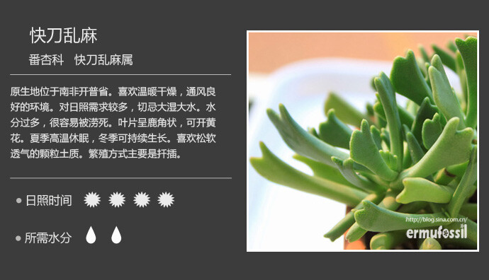 番杏科 