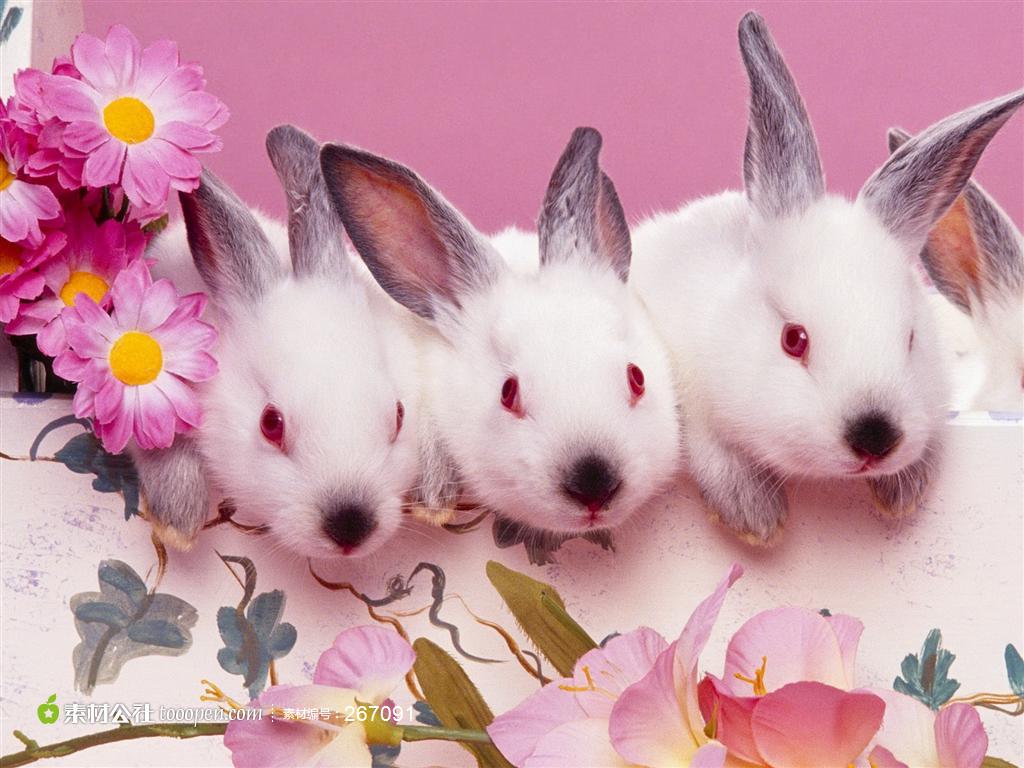 红眼睛的三只可爱宠物兔高清图片素材