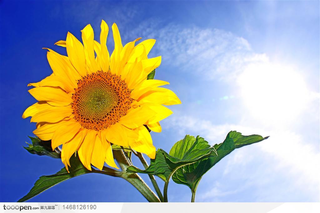 蓝天与一朵向日葵花特写高清图片素材下载