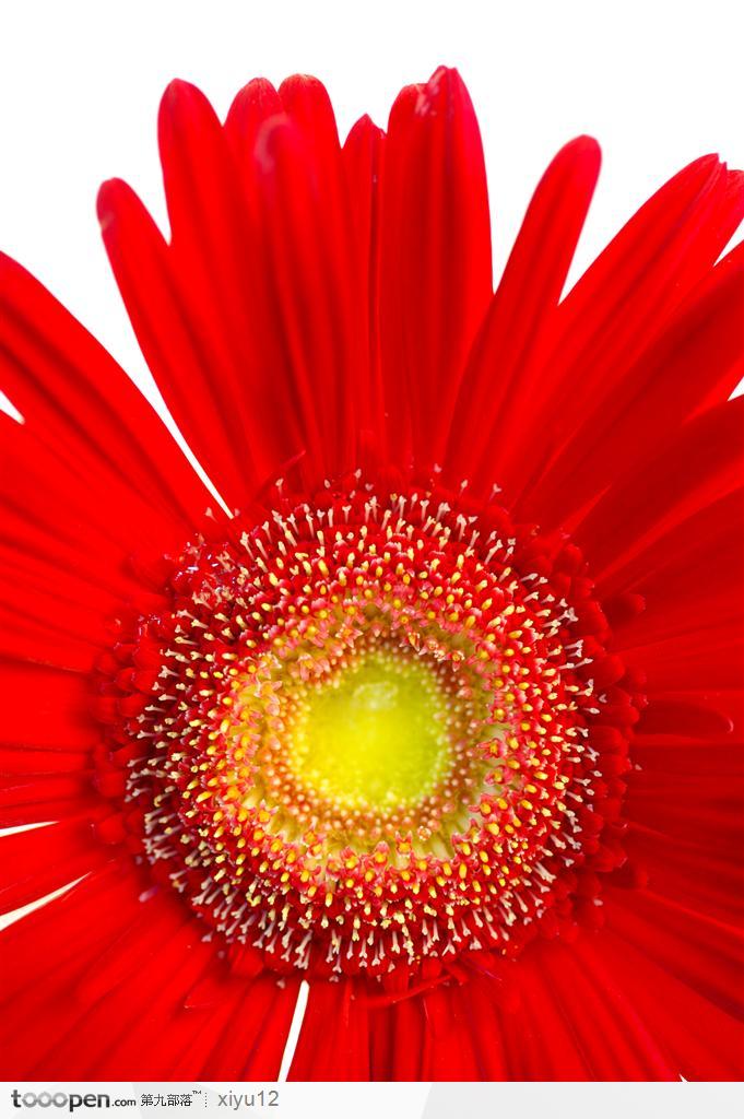 红色向日葵 花语图片