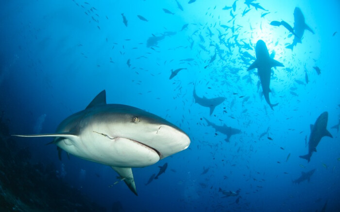 这条鲨鱼嘴里还有鱼钩.