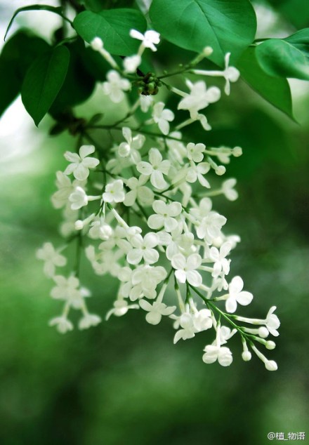 丁香花语:光辉,丁香花拥有天国之花的外号.