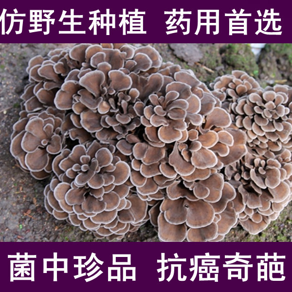 灰树花 