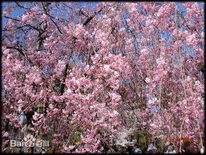 除了樱枝下垂以外,和"江户彼岸700_525