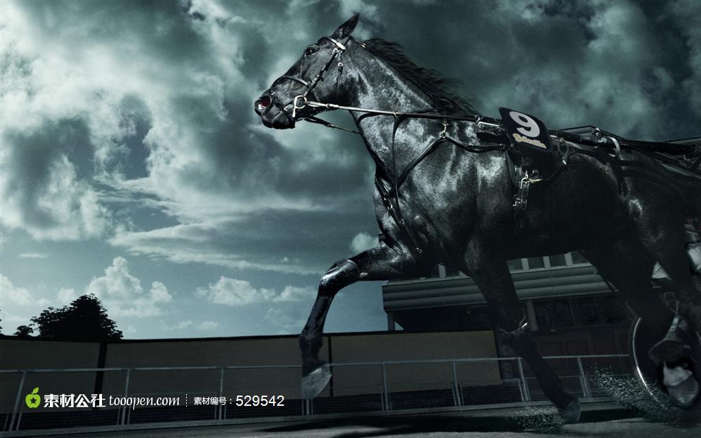 奔跑的黑色骏马广告高清摄影桌面壁纸图片素材