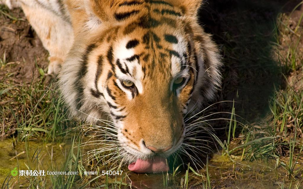 老虎喝水 野生图片