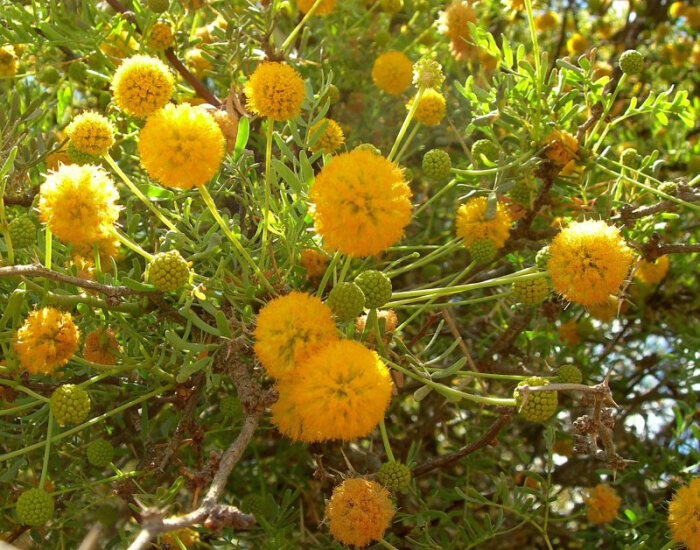acacia erioloba-堆糖,美好生活研究所