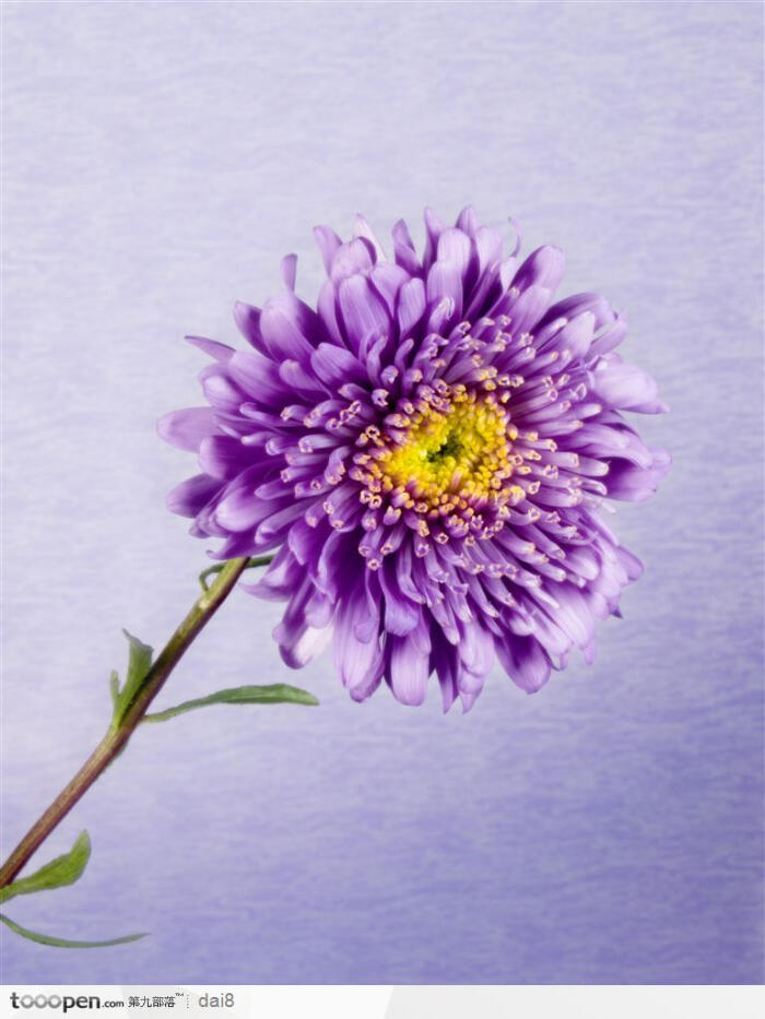 花束物语-紫色的菊花高清桌面图片素材
