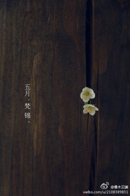 木生花 静无声